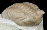 Asaphus Lepidurus Trilobite - Russia #43677-1